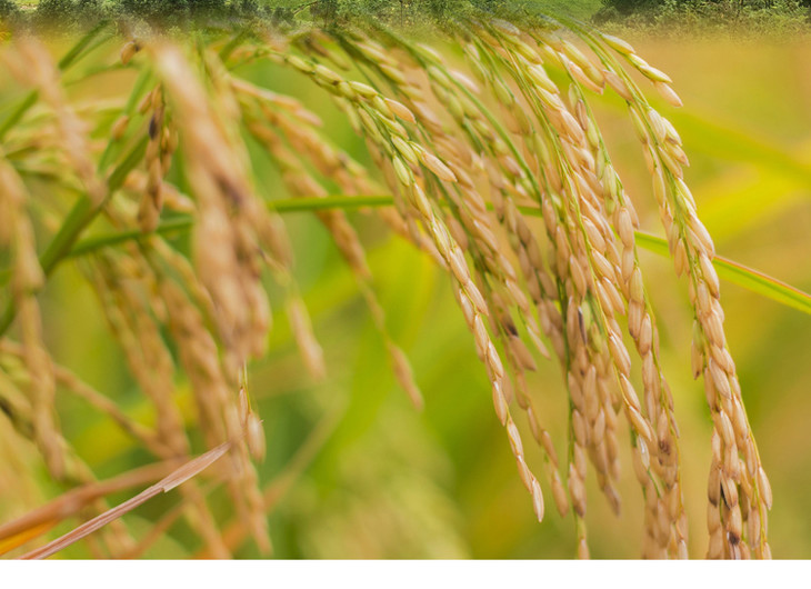 松桃苗食玉针香大米产自世界自然遗产梵净山麓梵天净土古法农耕香软