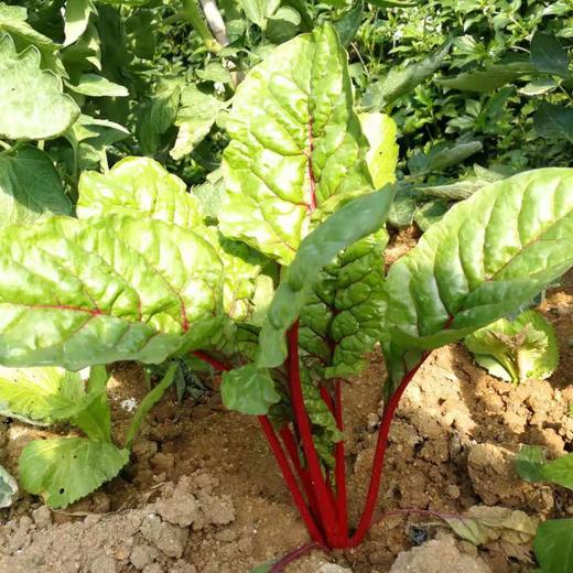 红甜菜 | 广东惠州特石有机农业【不发省外】