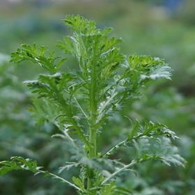 生态皇帝菜（小叶茼蒿） | 绿家自产* Ecological Chrysanthemum coronarium | Self-production