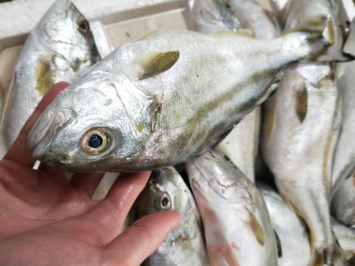 海钓三边鱼学名细鳞鯻福建省内满200包邮省外补运费差价