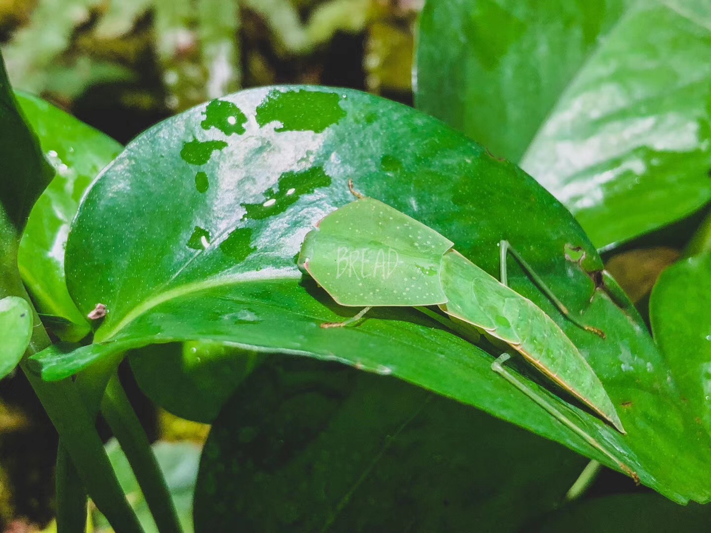 【海滨城·科普昆虫艺术展】活体昆虫 ,珍稀物种,奇特两爬.