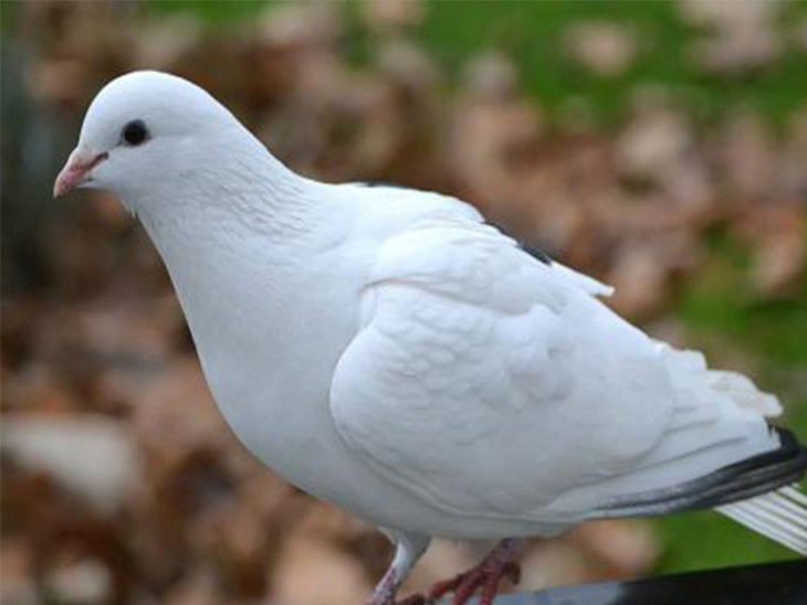 东升农场 鸽子1只 吃农场蔬菜大谷玉米 适合红烧 炖汤