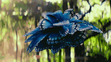 蝴蝶在创新奇特的园里大型的蝴蝶生态馆六大亮点纷呈也能从活动中深刻