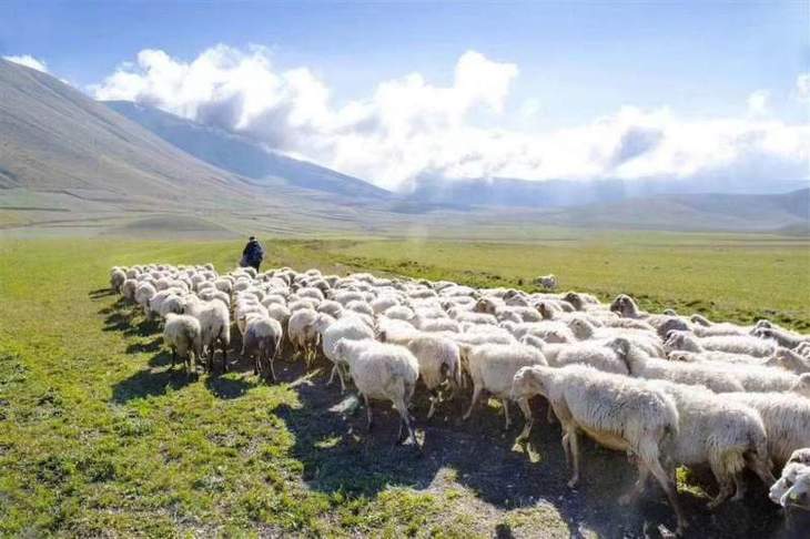 【新疆好物】羊毛皮毯丨新疆阿勒泰 选自新疆小尾寒羊品种 皮毛一体