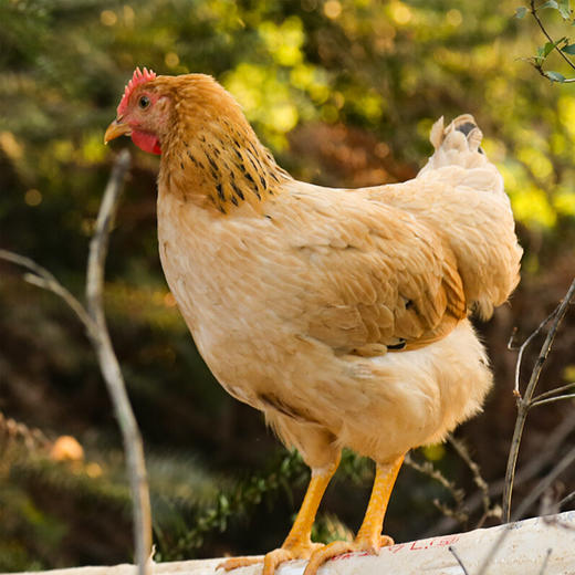 沈爷的宝贝丁磊养的鸡福建龙岩长汀150天散养河田飞鸡适合清蒸手撕