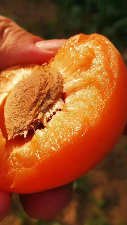 自然农法杏干 150g 商品图1