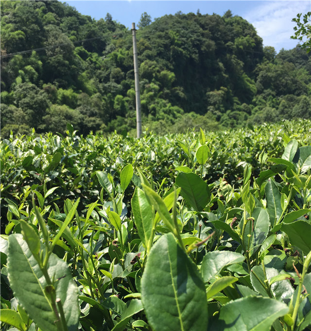 2022新茶自营四川炒花型茉莉花茶三窨