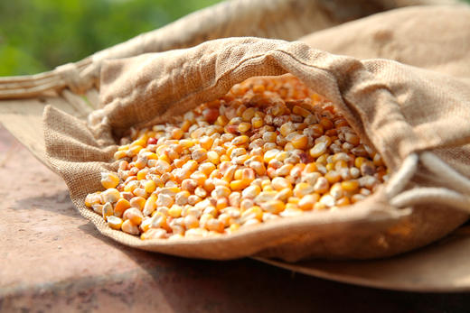 种子 一斤 商品图1