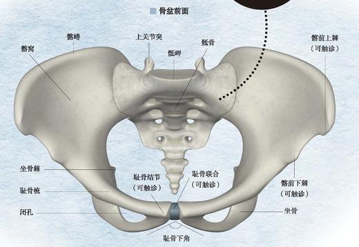 骨盆解剖图 侧面图图片