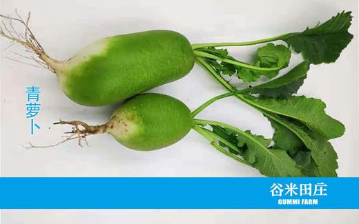 青萝卜（6斤装） 商品图0