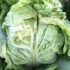 原生态包心白菜约500克 商品缩略图0