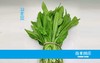 油麦菜 商品缩略图0