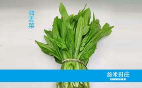 油麦菜
