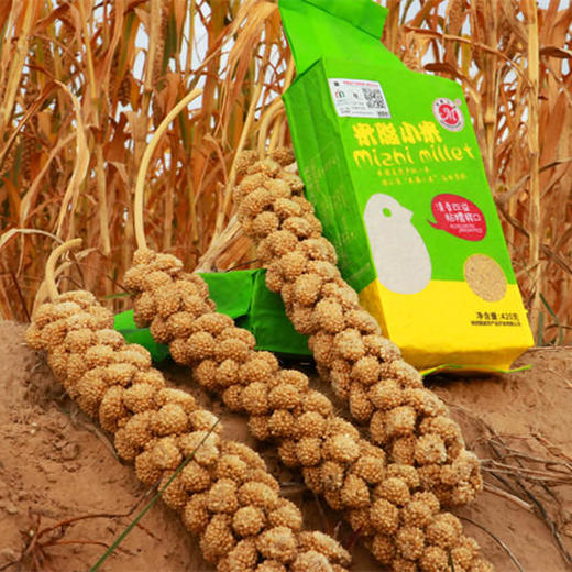 【陕北米脂小米】| 农家生态月子米，新鲜现碾现发，420g*5袋 商品图2