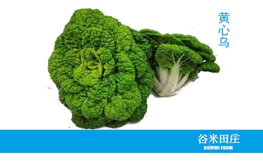 黄心乌 商品图3