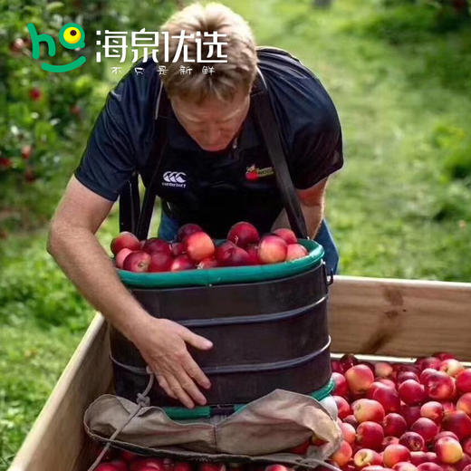 【新西兰火箭筒苹果 乐琪苹果 礼盒】新西兰 火箭筒小苹果 ROCKIT APPLE，超级酥嫩的苹果，满口香味，只要一口就会爱上！ 商品图11
