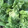 原生态包心白菜约500克 商品缩略图1