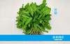 荠菜 商品缩略图0