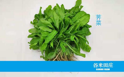 荠菜 商品图0