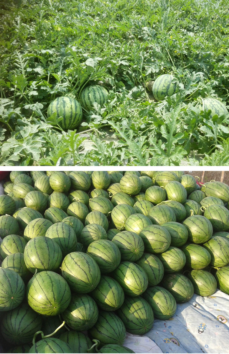 缤果家招牌精品酥麒麟瓜半个约3300g左右脆甜爽口西瓜