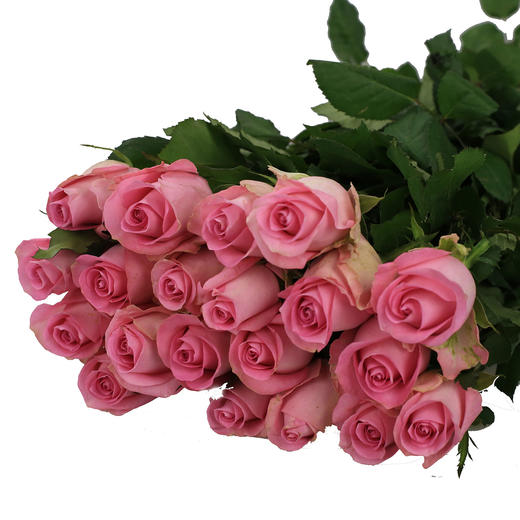 玫瑰·苏醒 商品图0