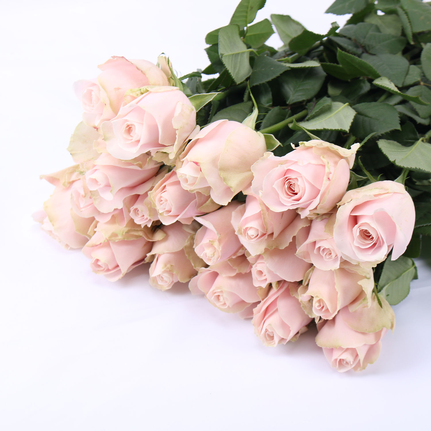 玫瑰·粉红雪山