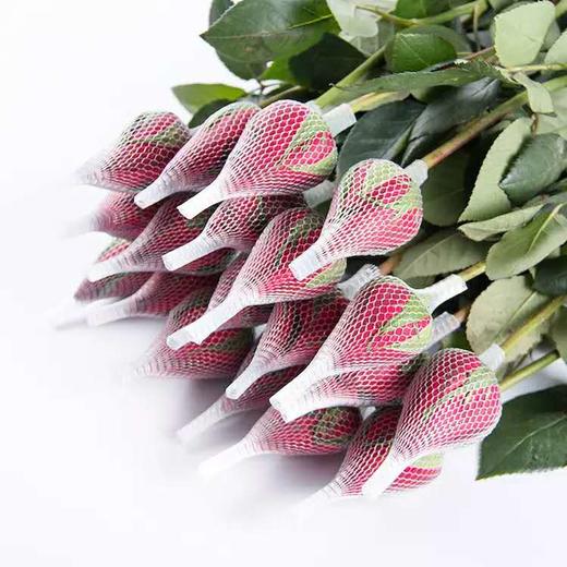 玫瑰·卡罗拉 商品图0