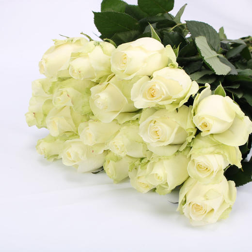 玫瑰·雪山 商品图0