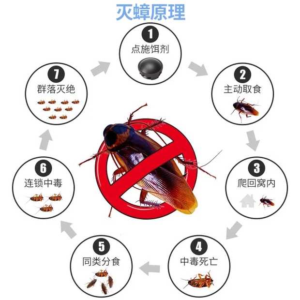 日本安速小黑帽蟑螂屋家用强力灭蟑螂药环保无毒无味12粒
