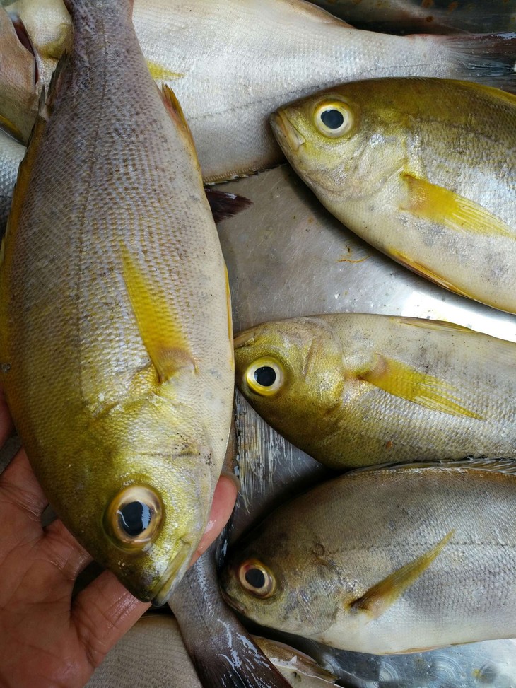 野生黄鸡鱼福建省内满200包邮省外补拍运费差价咨询客服