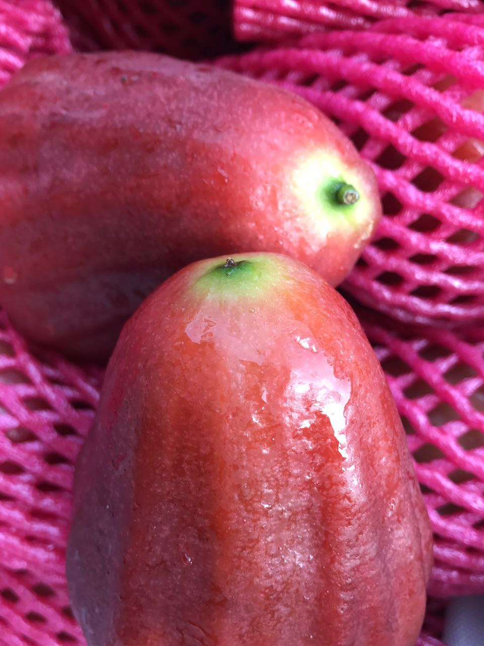 海南蜜风铃莲雾