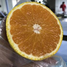 蜂糖柚