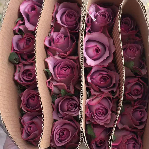 玫瑰·紫霞仙子 商品图1