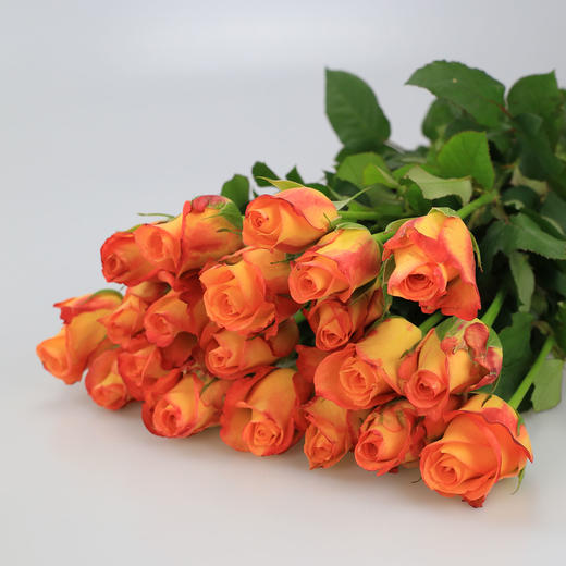 玫瑰·金辉 商品图1