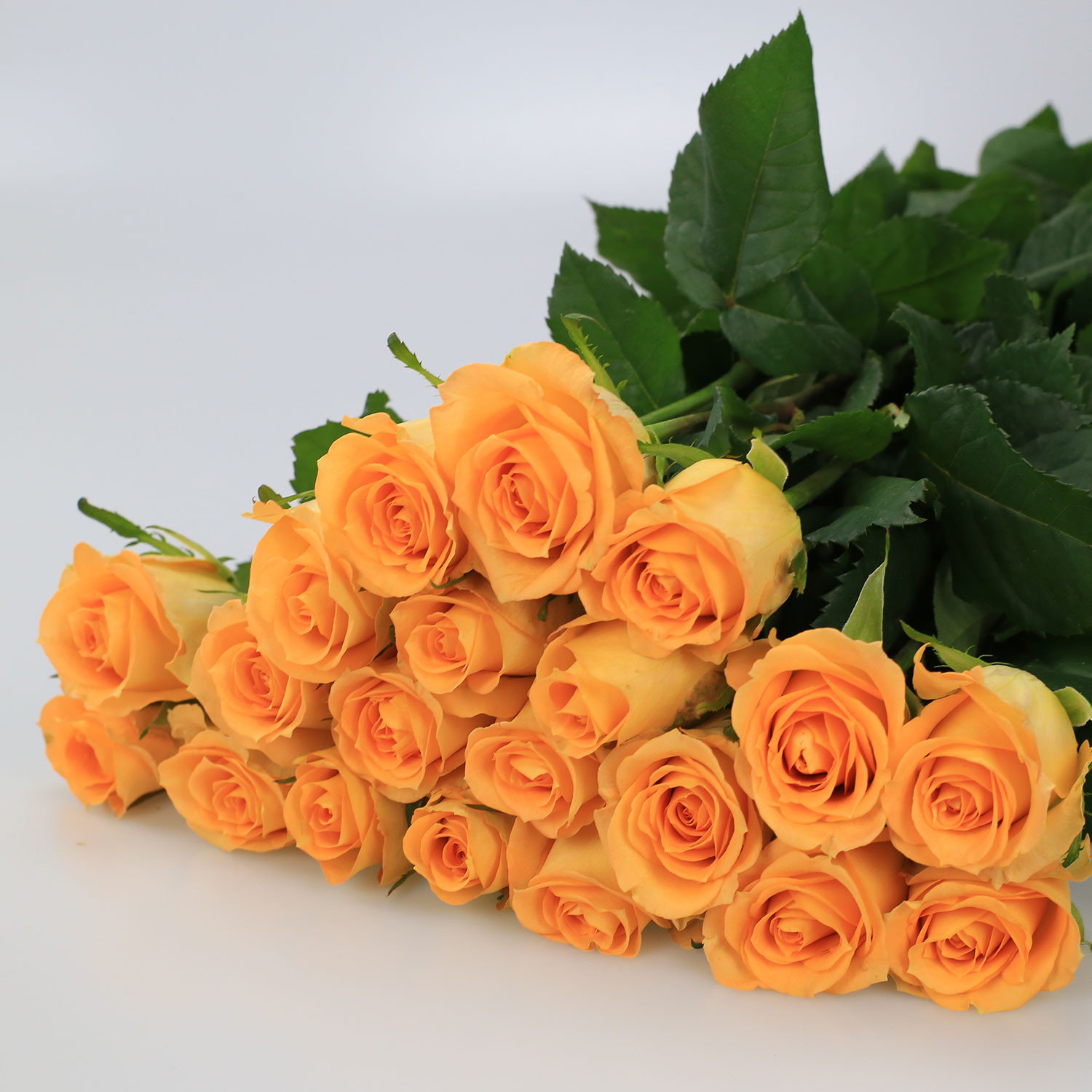 玫瑰·假日公主