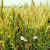 酵素农耕面粉包邮·无化肥农药除草剂 商品缩略图2
