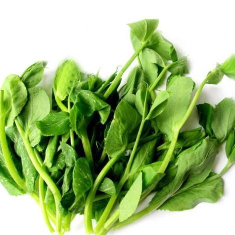 豌豆苗(露天种植) | 广东乐昌 绿乐源有机农场 【不发广东省外】