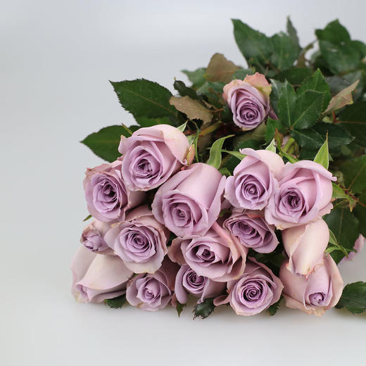 玫瑰·海洋之歌 商品图0