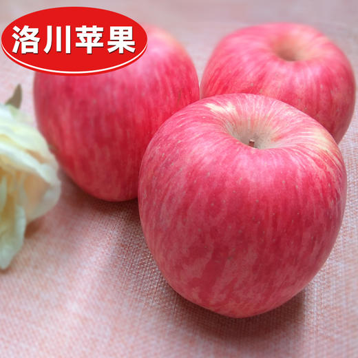 【顶端果业红礼盒】顶端果业洛川红富士苹果15枚75mm礼盒装 新鲜苹果 商品图4