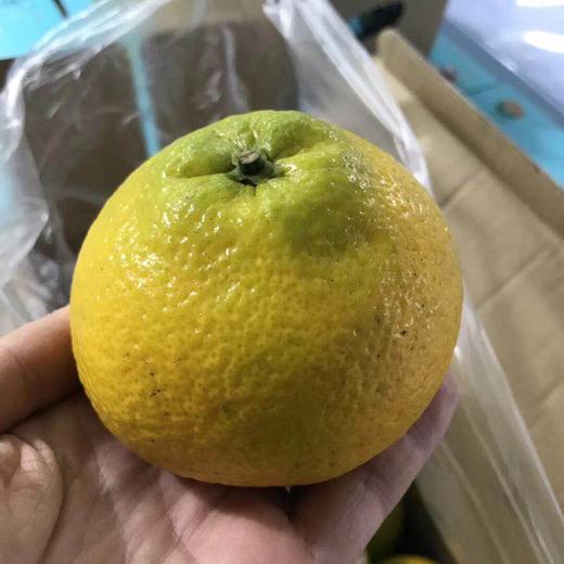 蜂糖柚 商品图1