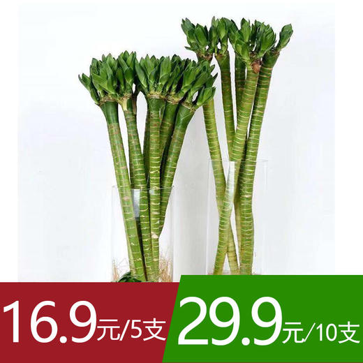 【13号提货】【不含瓶】富贵竹——龙竹 高约40cm  商品图0