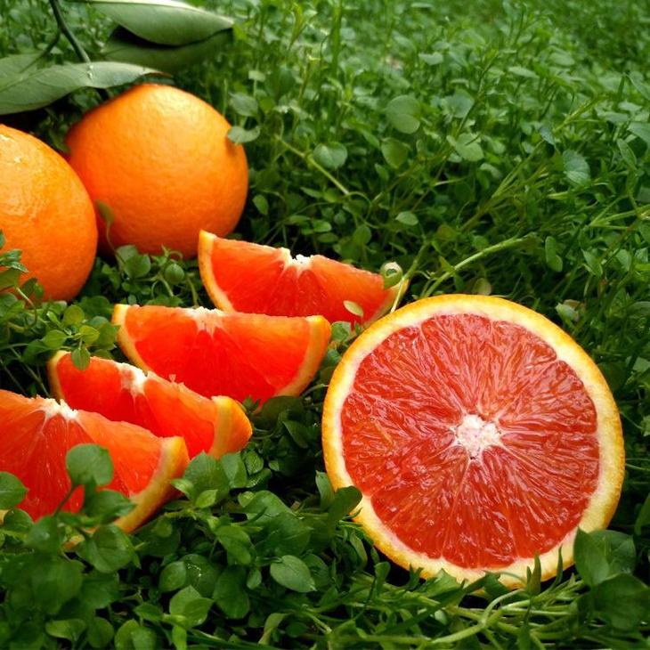 卡拉丁柑橘图片
