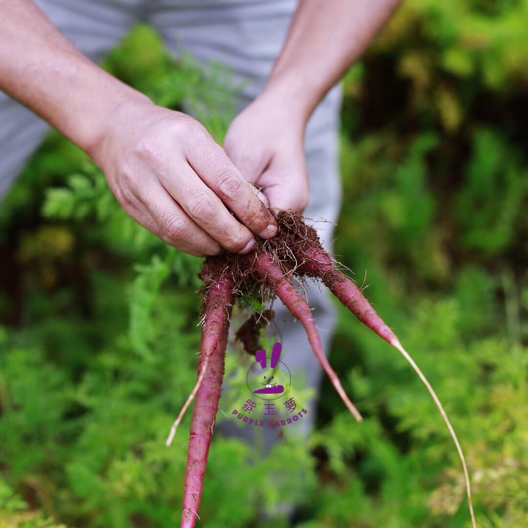 大理高原紫胡萝卜鲜食口感甜脆净重约2斤发普通快递