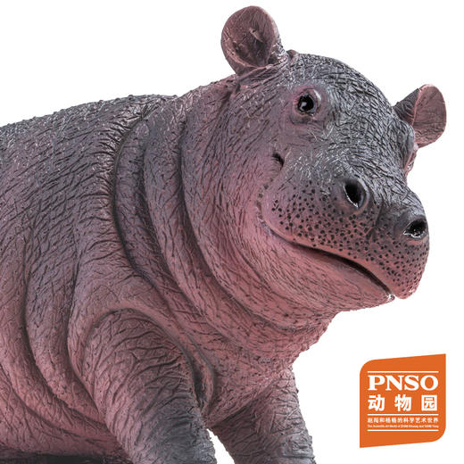 PNSO非洲象河马北极熊白犀牛耳廓狐动物园成长陪伴模型 商品图11