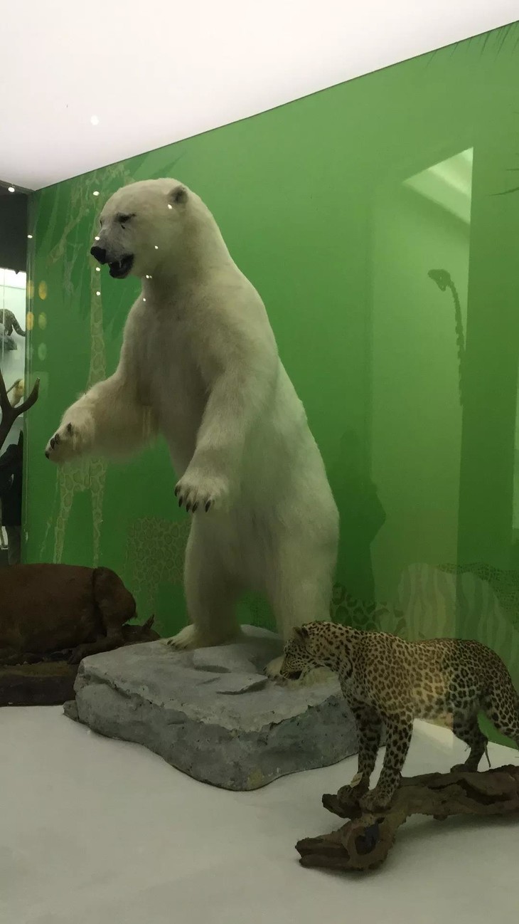 探尋神奇的古爬行動物北京自然博物館