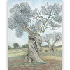 树（2012年意大利安徒生奖年度图书、科普书籍 绘画艺术与诗文创作的完美结合！） 商品缩略图1