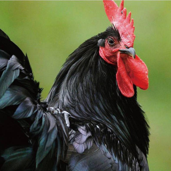 新疆和田尼雅黑鸡土鸡蛋【地理标志产品】