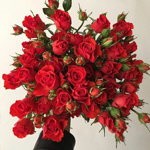 霓虹泡泡多头玫