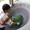 基诺古树茶 晒红 生普 月光白 回甘长久 |公平贸易 基地直发 包邮 * Jino Ancient Tea | Fair Trade 商品缩略图5