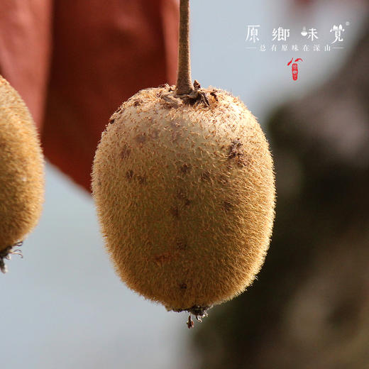 绿蚁猕猴桃酵素/纯果酵素（成都仓库-顺丰快递）| 550ml/瓶，来自四川都江堰，生产者：真如师父，静师父【合作生产，公平贸易】 商品图1